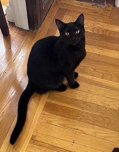 Niko