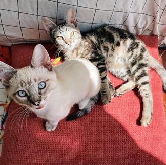 Milo w/MC (GMS #12289)